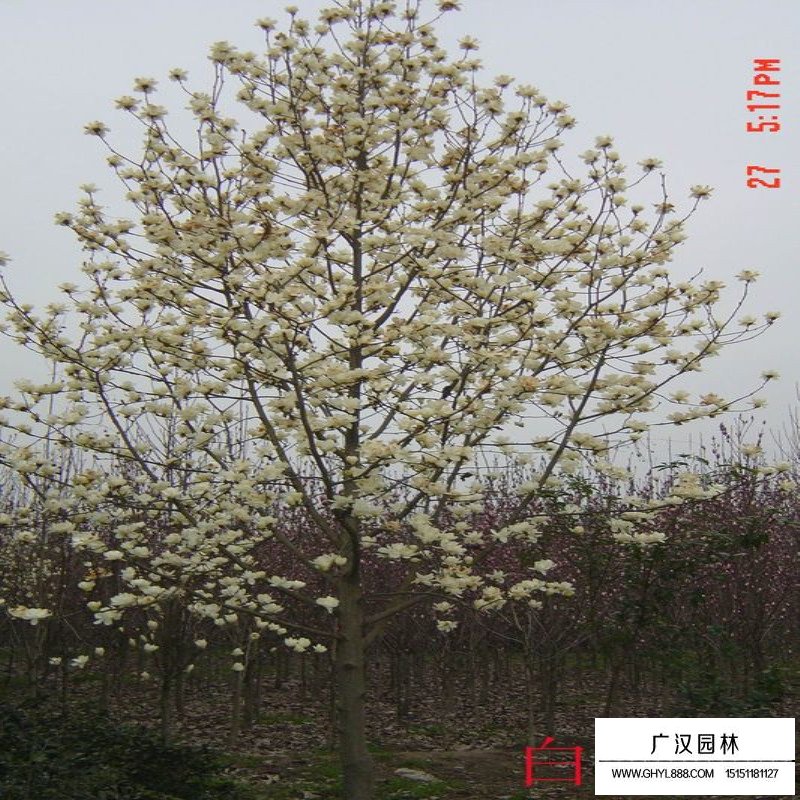 白玉蘭