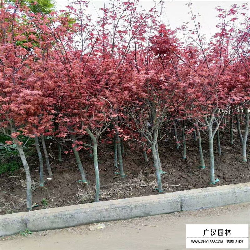 紅楓