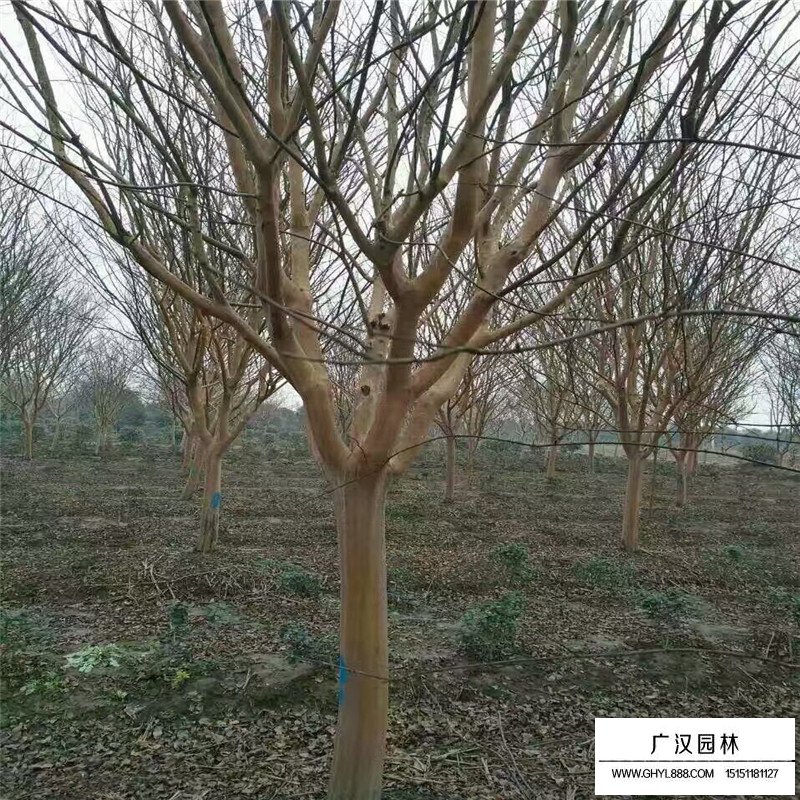 百日紅價格