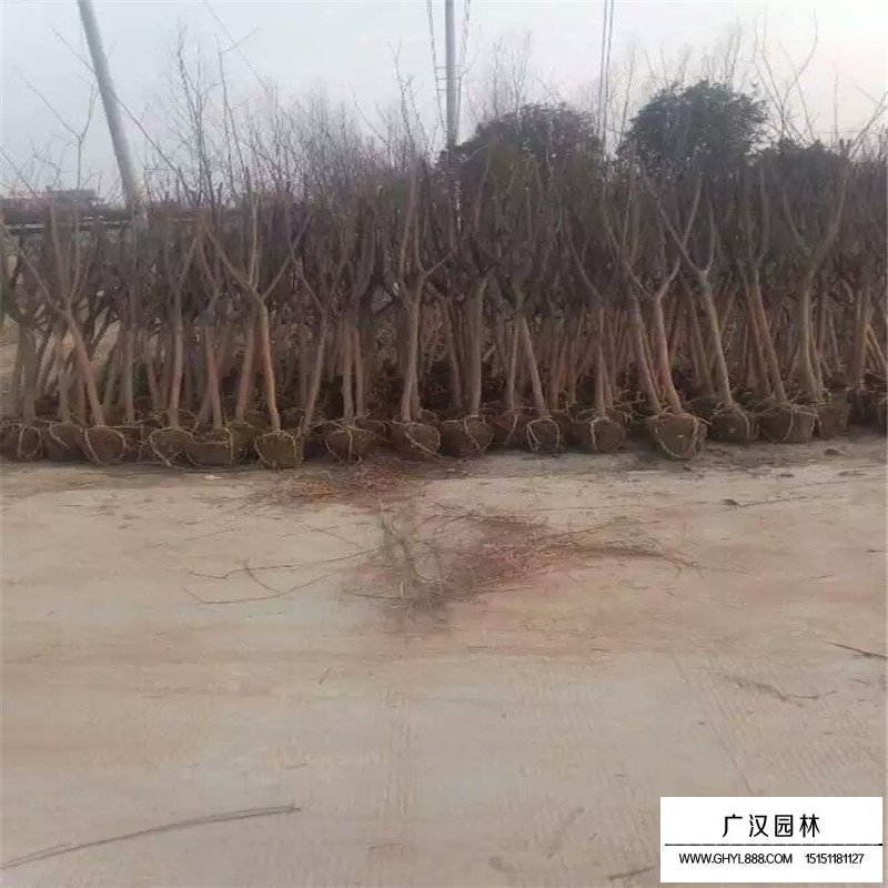 百日紅價格