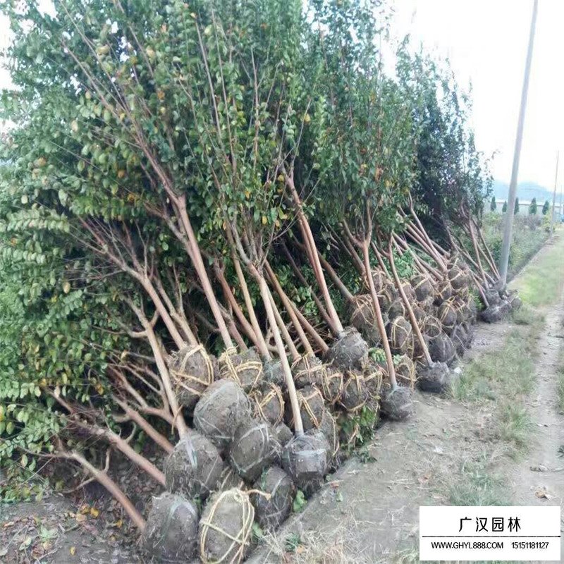 百日紅價格