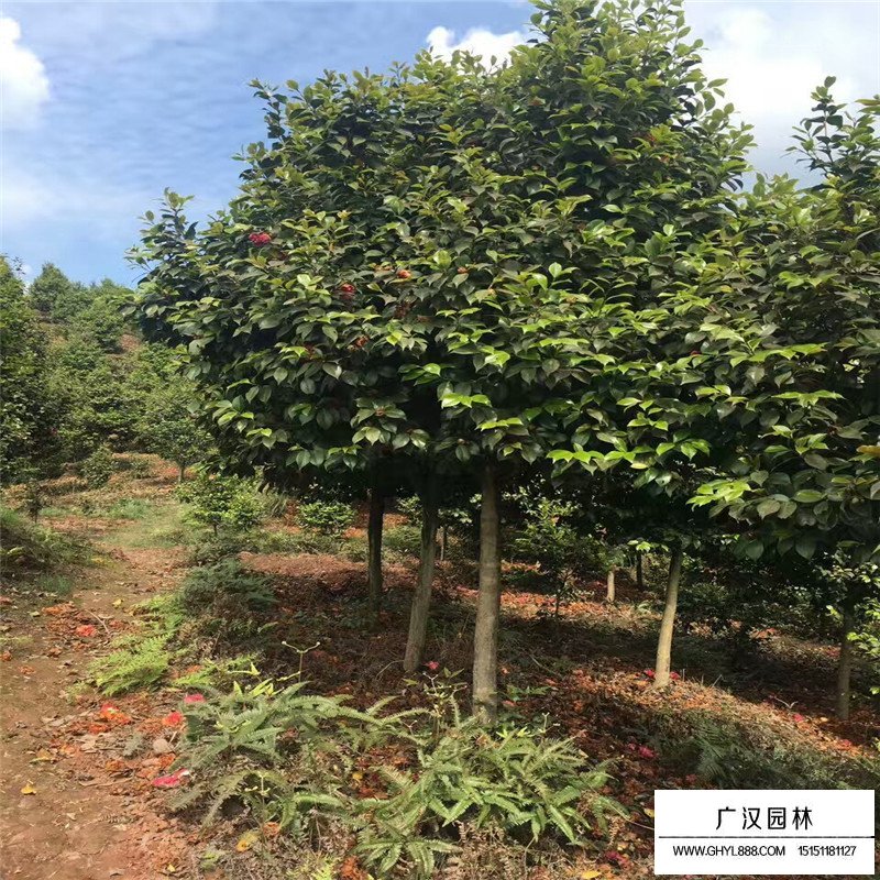 2018年茶花樹的市場行情