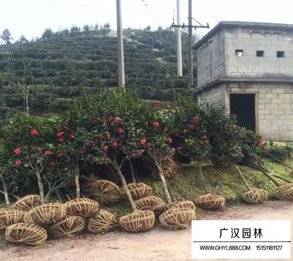 2018年茶花樹的市場行情