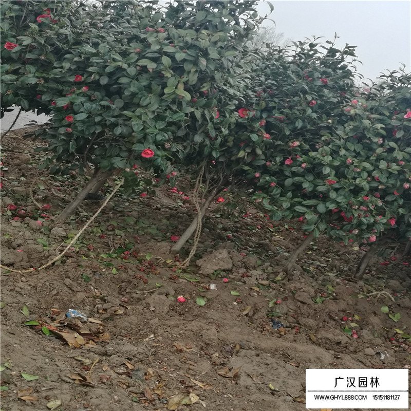 2018年茶花樹的市場行情