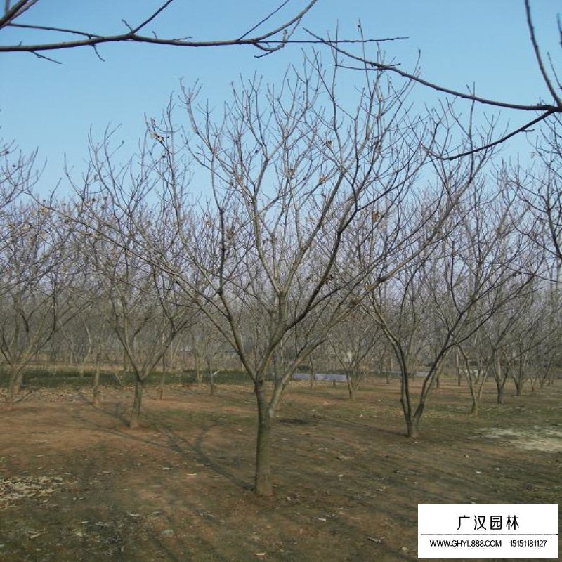 板栗樹的價值有哪些