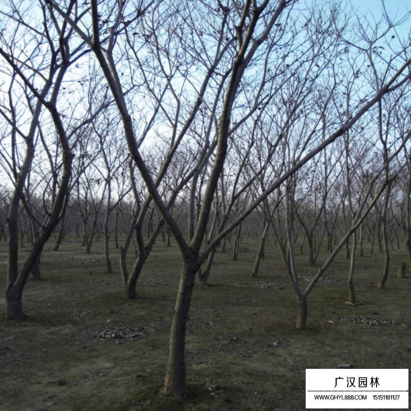 板栗樹的價值有哪些