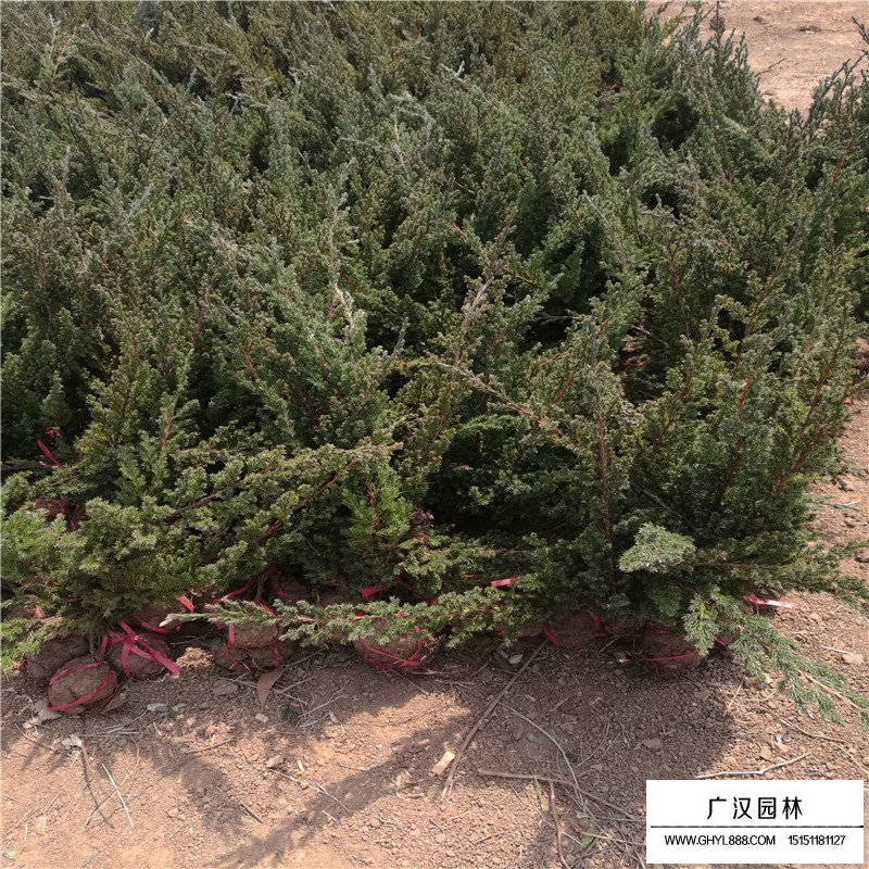 爬地柏盆景價格