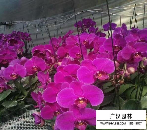 蝴蝶蘭都有哪些規格