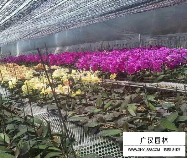 蝴蝶蘭的種植方法