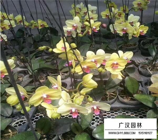蝴蝶蘭的種植方法