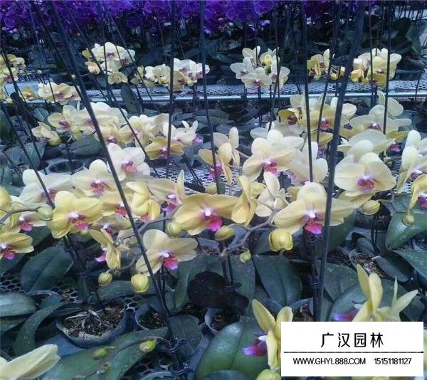 蝴蝶蘭的種植方法