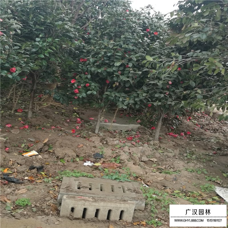 茶梅球的最新價格