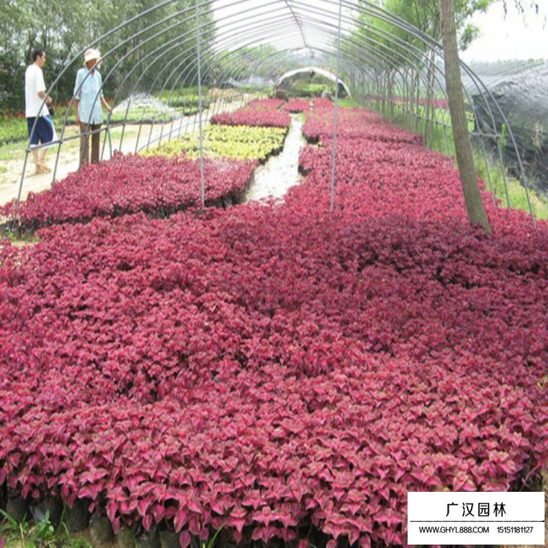 彩葉草的規格有哪些