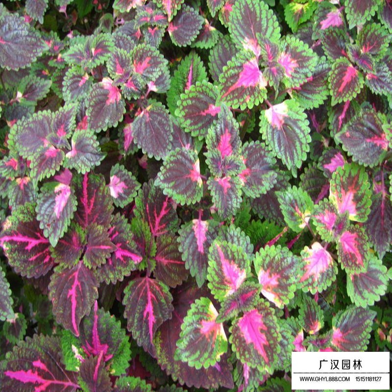 廣漢園林介紹彩葉草的花期