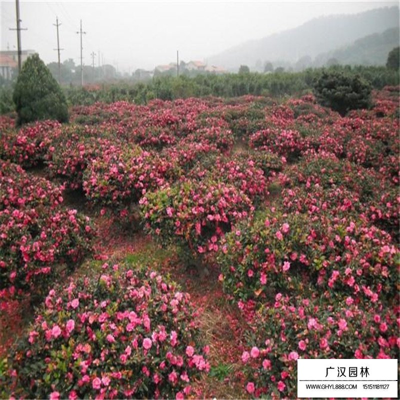 茶梅球的規格都有哪些