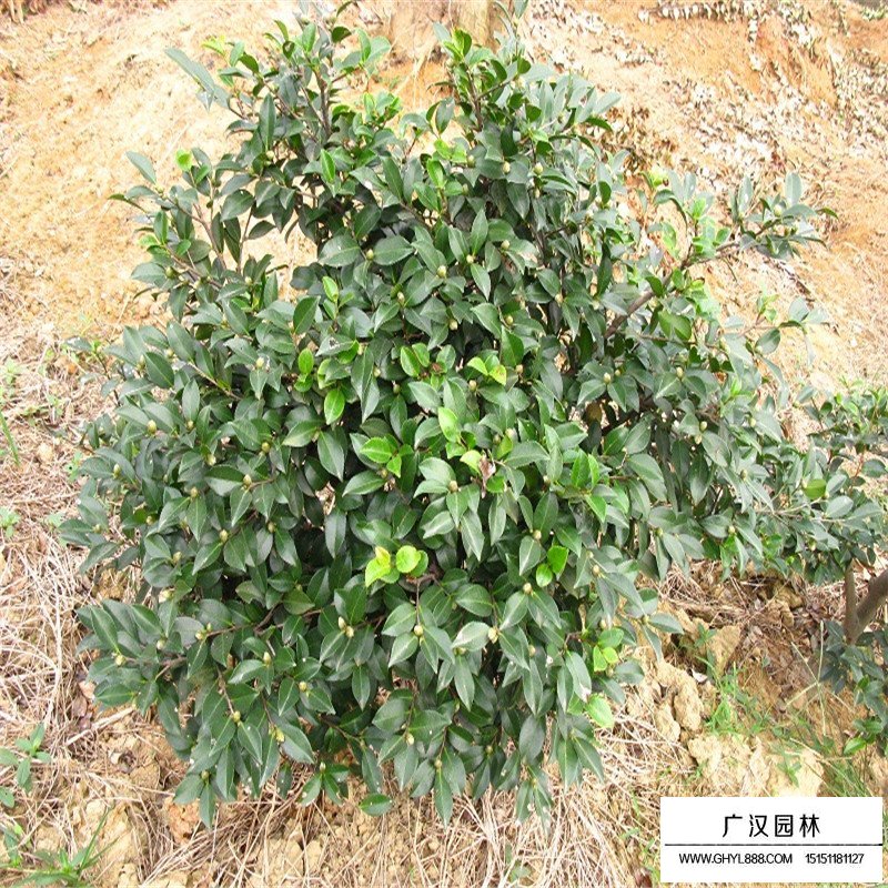 茶梅球的規格都有哪些