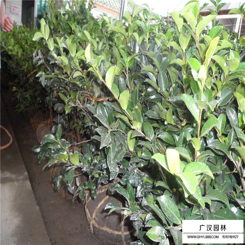 茶梅球的規格都有哪些