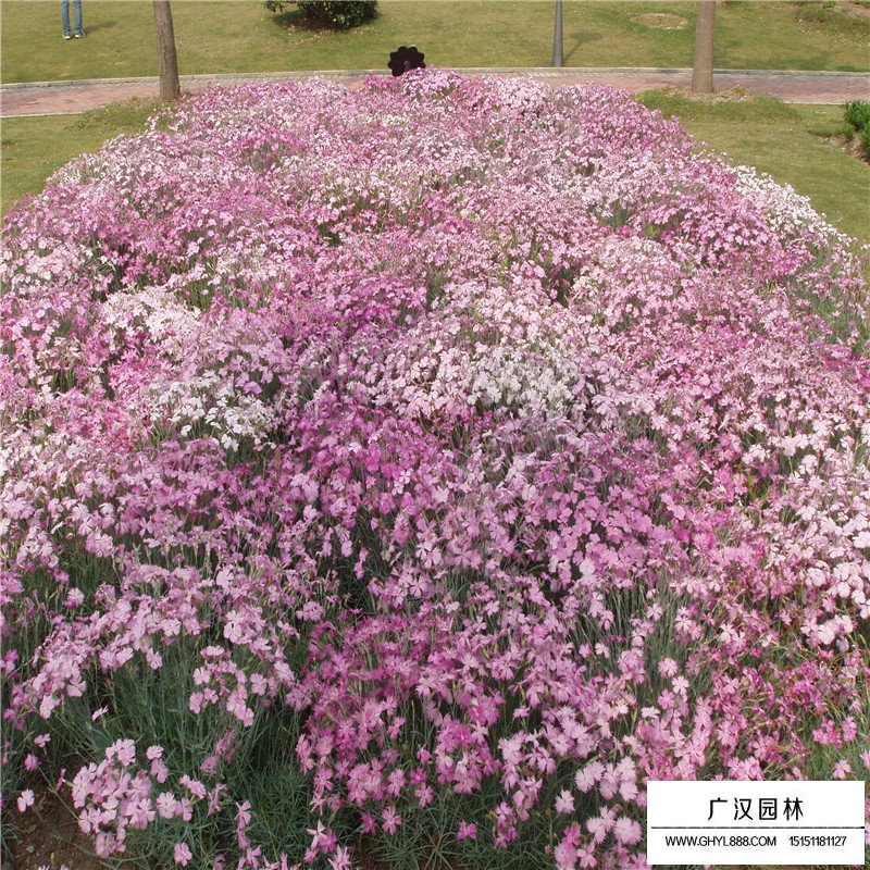 常夏石竹的價格