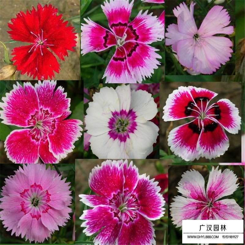 常夏石竹的價格