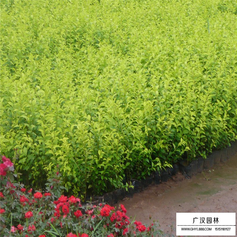2018年金森女貞的價格