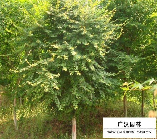 2018年雞爪槭的市場行情