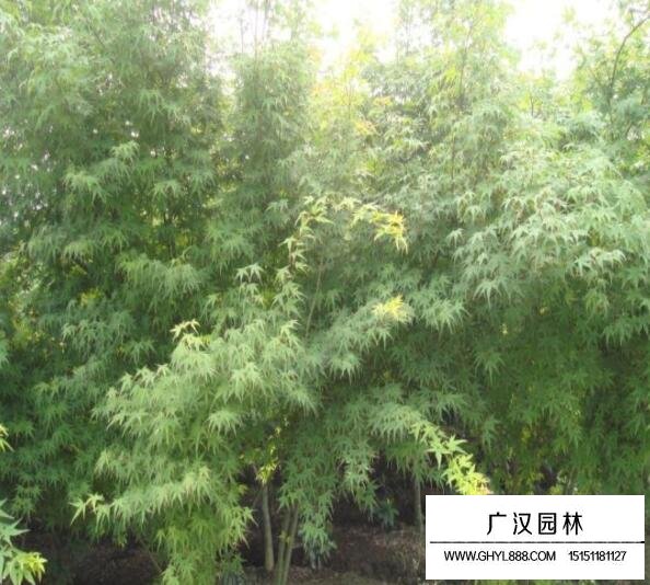 2018年雞爪槭的市場行情