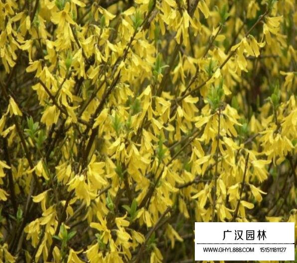 黃條金子是什么樹？