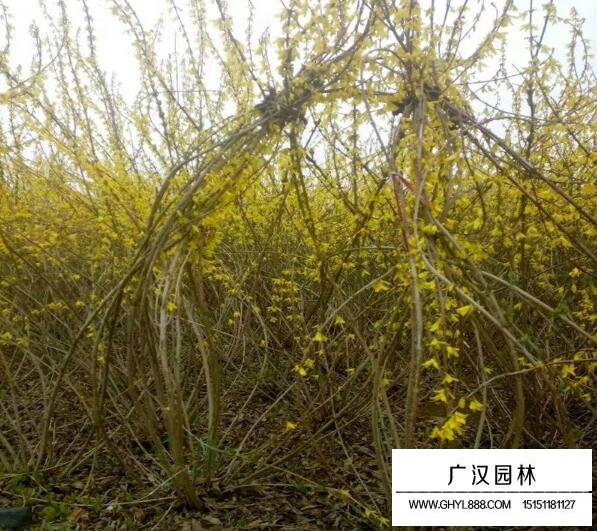 黃條金子是什么樹？