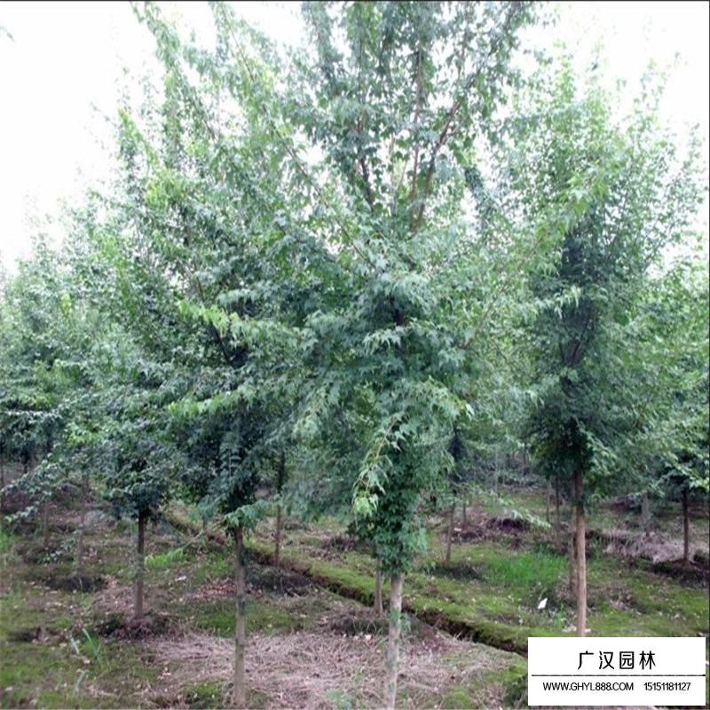 三角楓行道樹到哪里買
