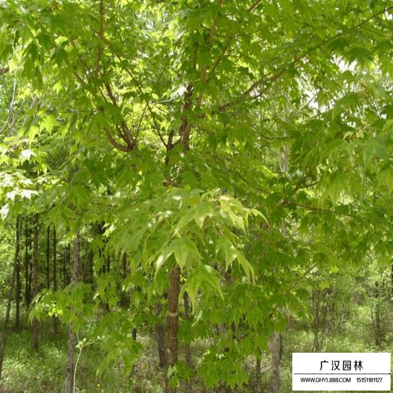 三角楓行道樹到哪里買