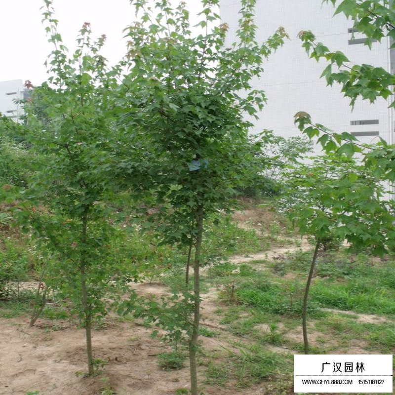 三角楓行道樹到哪里買