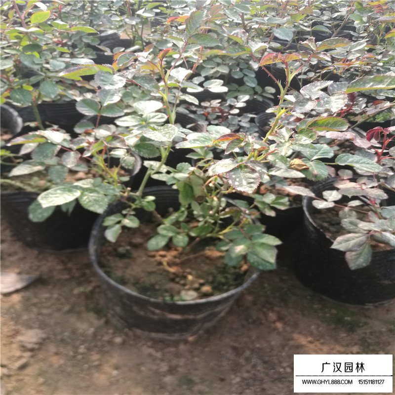 藤本月季的養殖方法