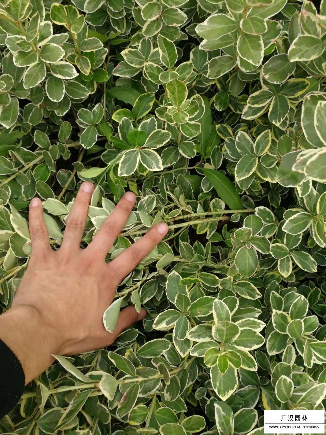 金邊衛矛種植的注意事項(圖1)