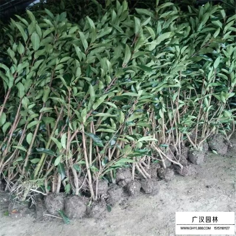 法國冬青種植的注意事項
