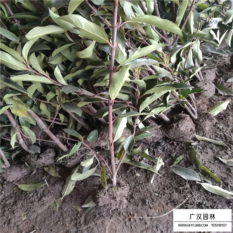 法國冬青種植的注意事項