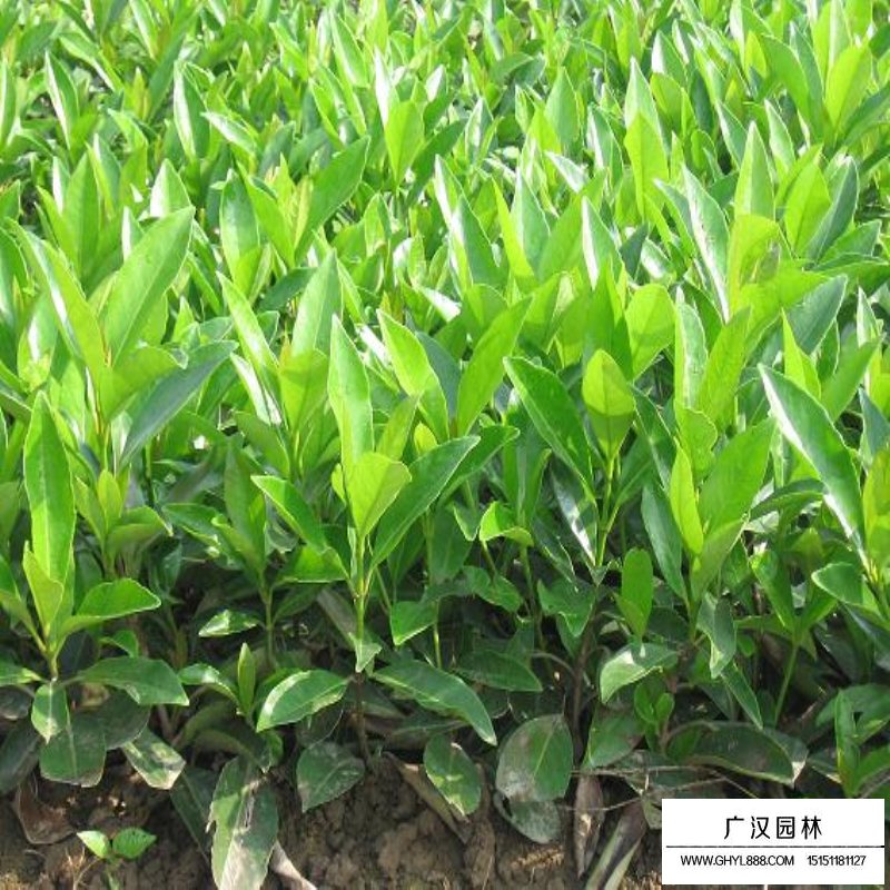 法國冬青種植的注意事項