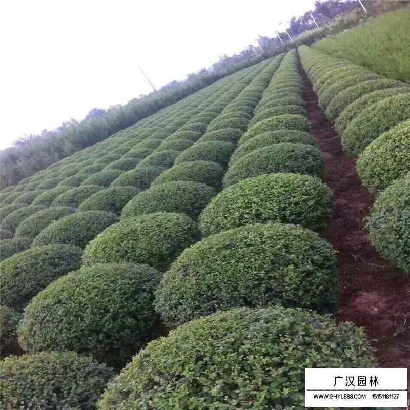 金葉女貞球基本習性