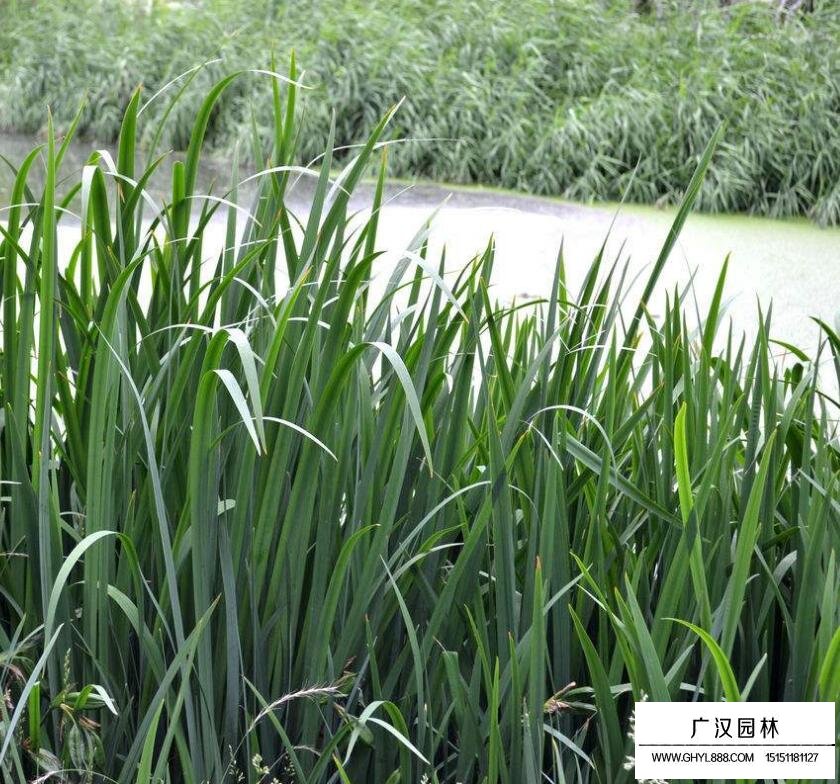 菖蒲的規格有哪些？