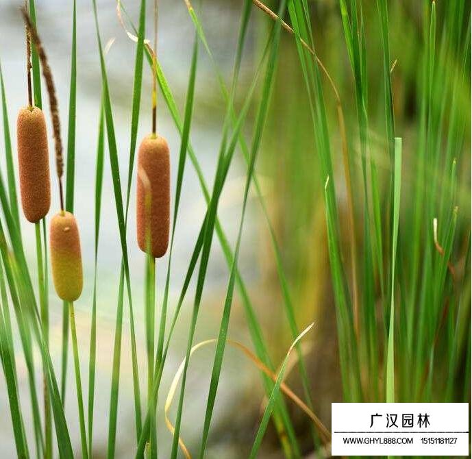 菖蒲的規格有哪些？