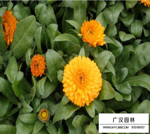 金盞菊的種植基地