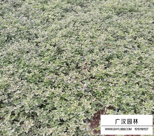 迎春花的價格
