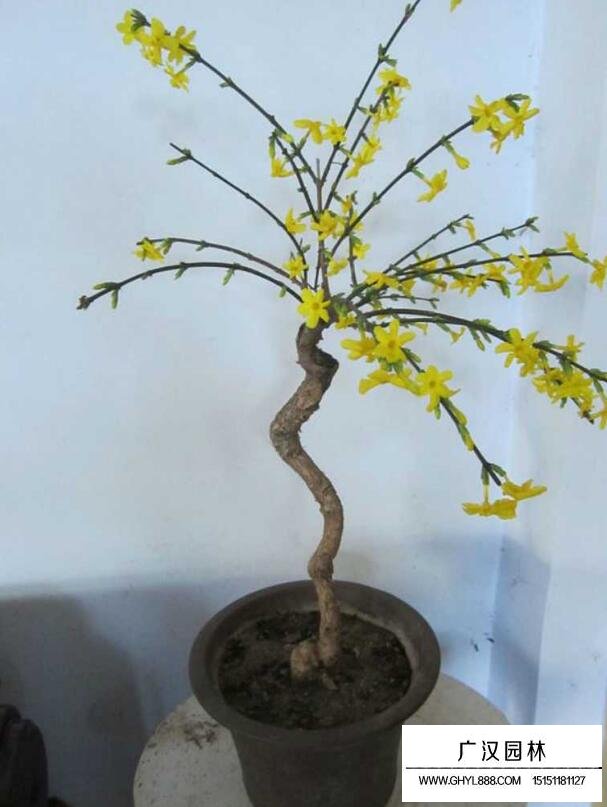 迎春花的價格