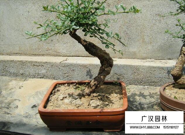 迎春花的價格