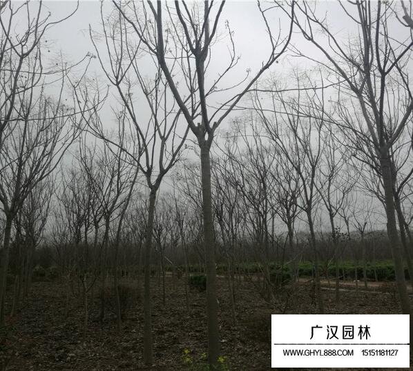 黃山欒樹的價格