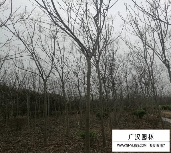 黃山欒樹的價格
