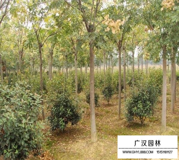黃山欒樹的價格