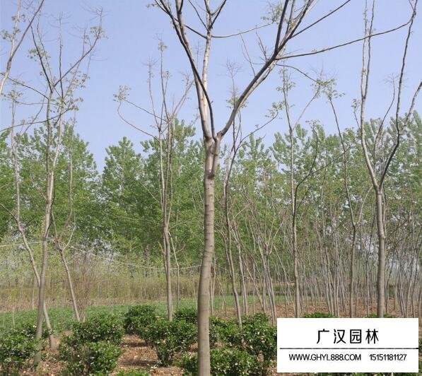 黃山欒樹的價格