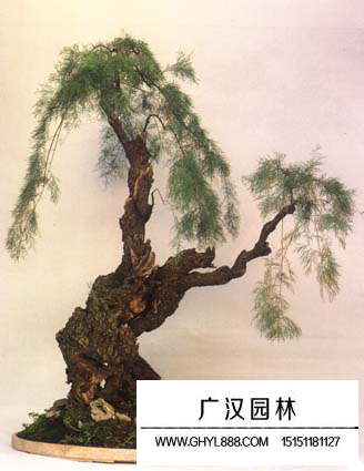 怪柳盆景如何養護?