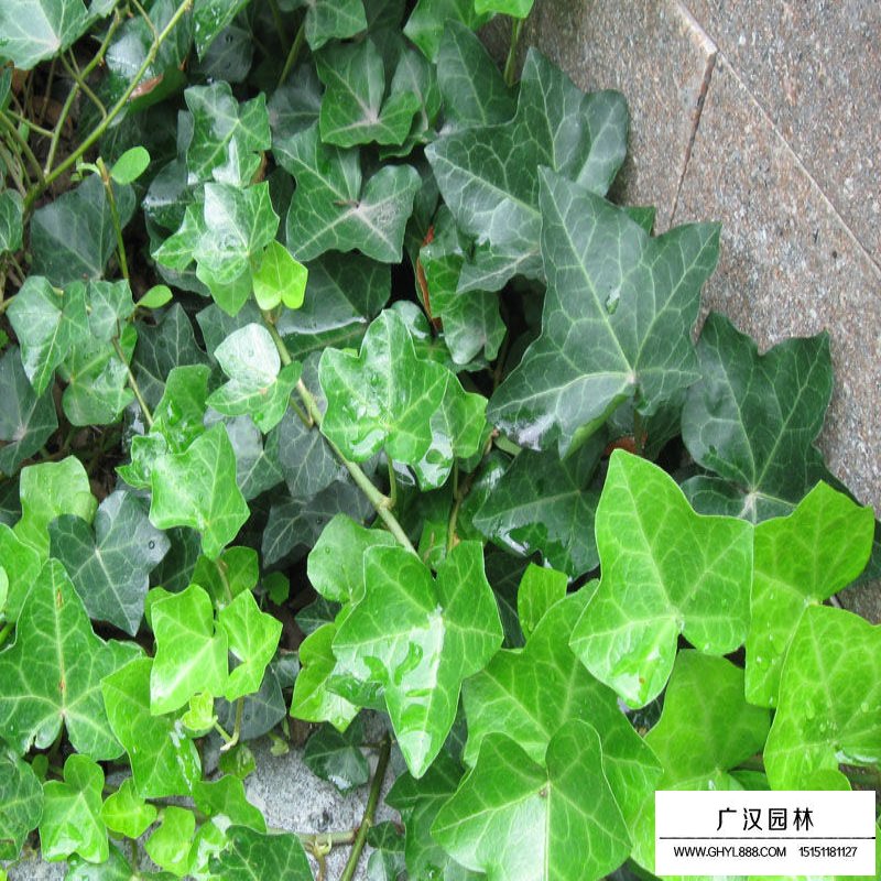 常青藤基地——沭陽廣漢園林