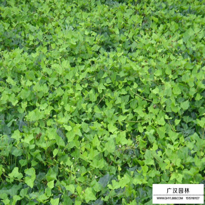 常青藤的圖片大全